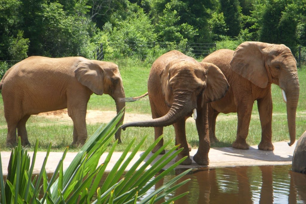 North Carolina Zoo Elephants